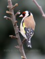 /album/ptaci/stehlik-obecny-carduelis-carduelis-p00245-jpg1/